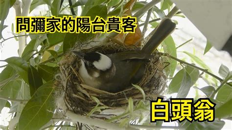 家裡有鳥來築巢|【鳥築巢吉兆】迎祥納瑞：野鳥築巢，居家風水好兆。